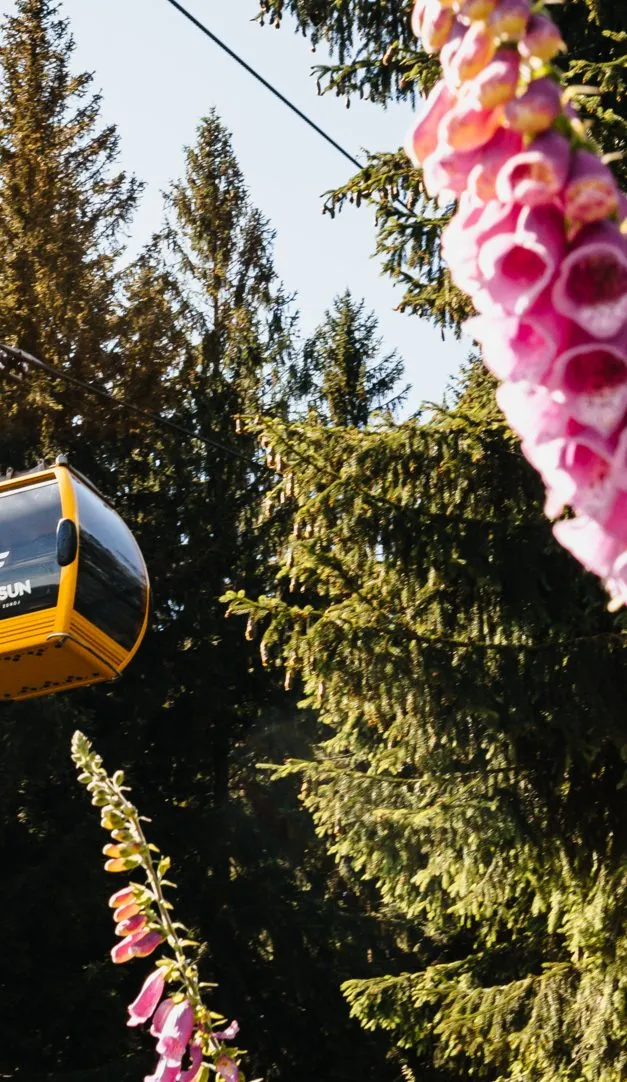 Kolejka gondolowa wśród drzew, atrakcja turystyczna w górskiej okolicy