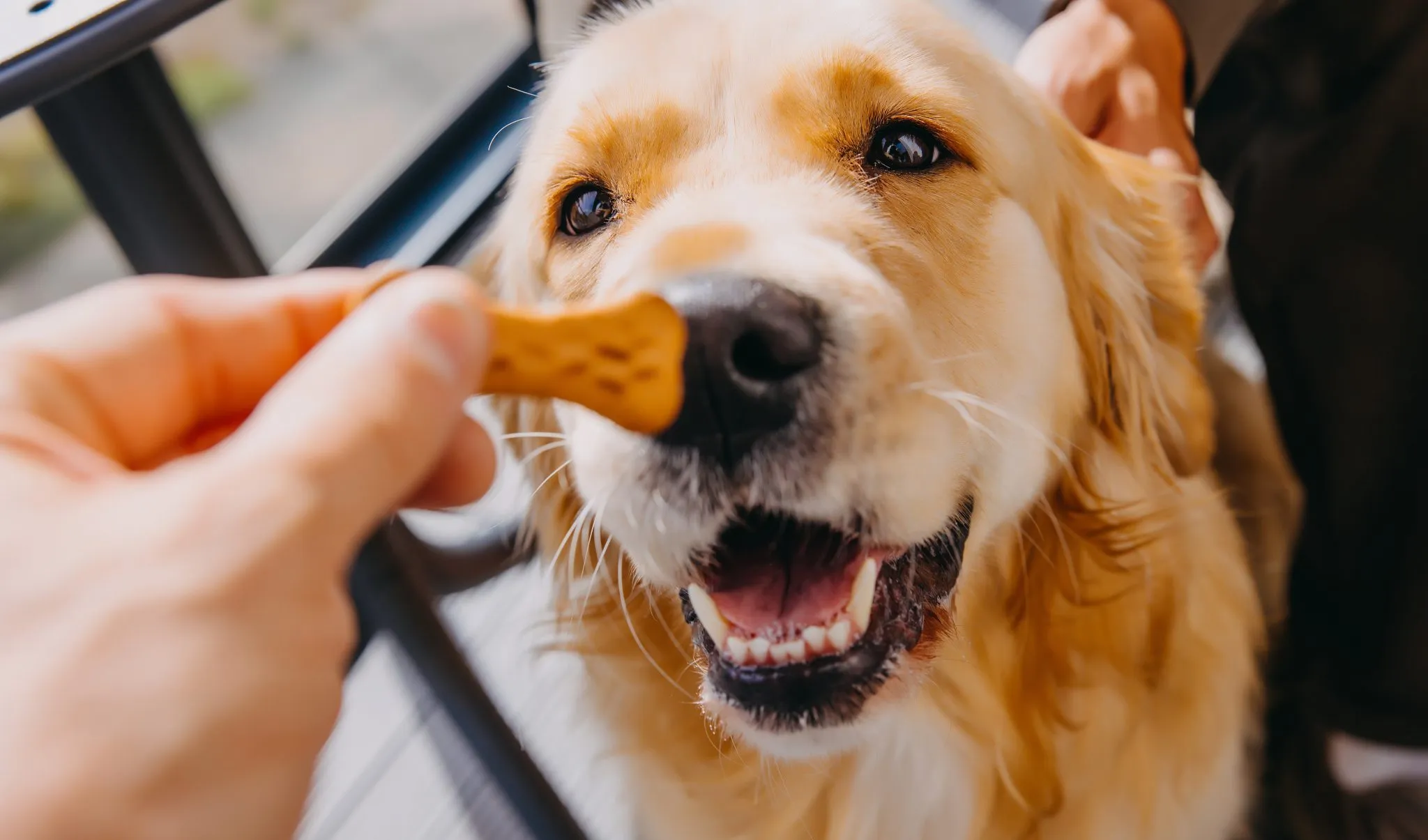 Golden retriever dostaje smakołyk z ręki, szczęśliwy pies w domowym otoczeniu
